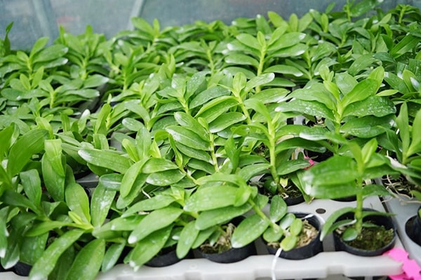 Cây lan phi điệp có thể chịu được ánh sáng nhưng vẫn rất cần lưới che để tránh tình trạng cháy lá