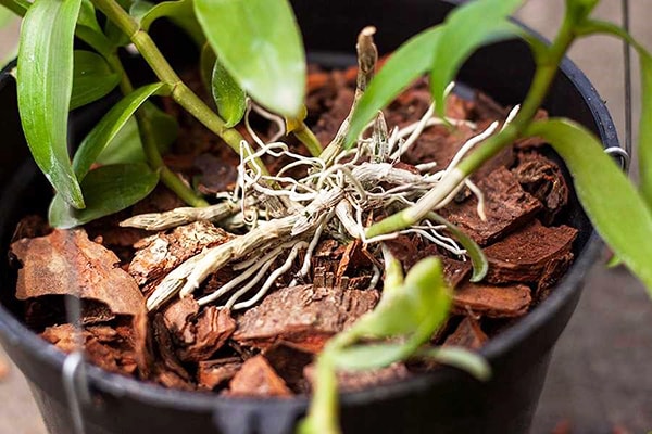 Việc bón phân cho cây đóng vai trò rất quan trọng để cây sinh trưởng và phát triển