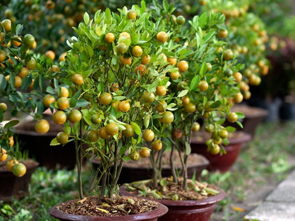 Nên chú ý đến việc tập trung dinh dưỡng để cây nuôi thân và cành