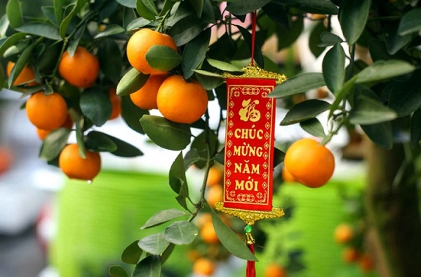 Việc trồng cây quất sau Tết không yêu cầu quá cao về kỹ thuật