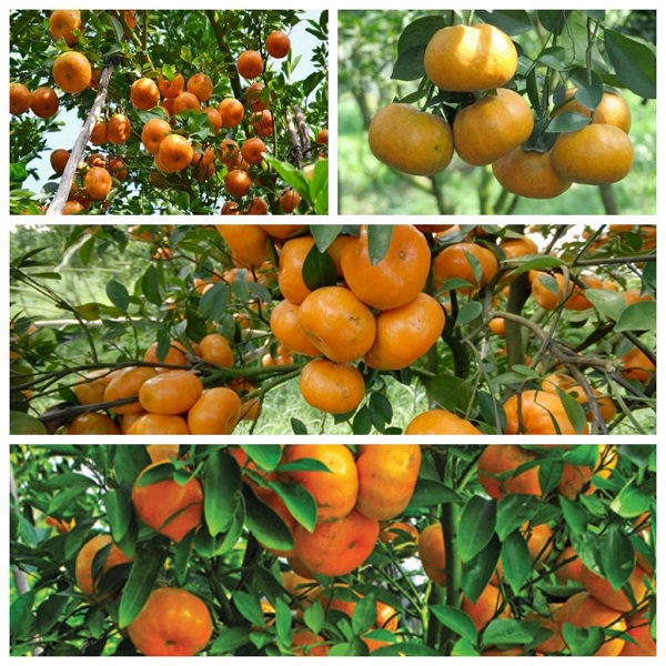 Việc bón phân cung cấp dưỡng chất cho cây quýt là điều rất cần thiết