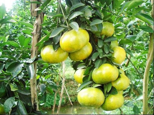 Cây quýt dễ bị sâu đục thân tấn công