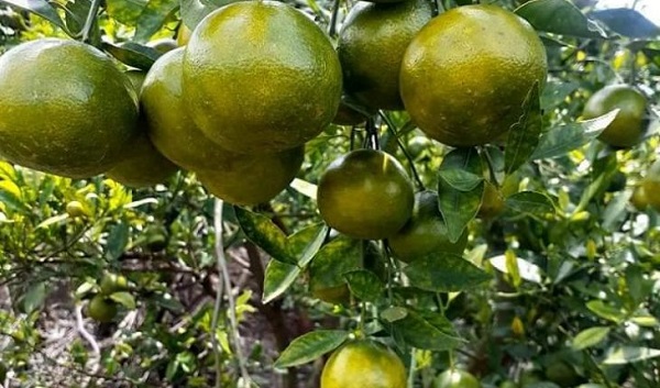 Việc xủ lý ra hoa cho cây quýt quyết định đến năng suất