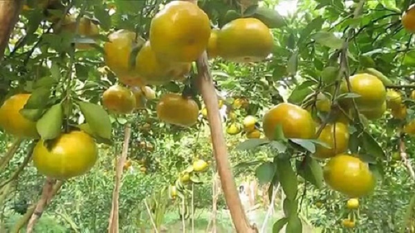 Đất trồng cây quýt cần đảm bảo có độ thoát nước tốt