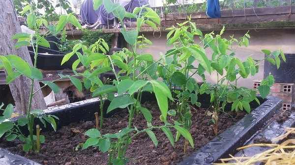 Vì trồng rau ngót để làm thực phẩm cho gia đình nên bạn cần hạn chế sử dụng các loại thuốc bảo vệ thực vật