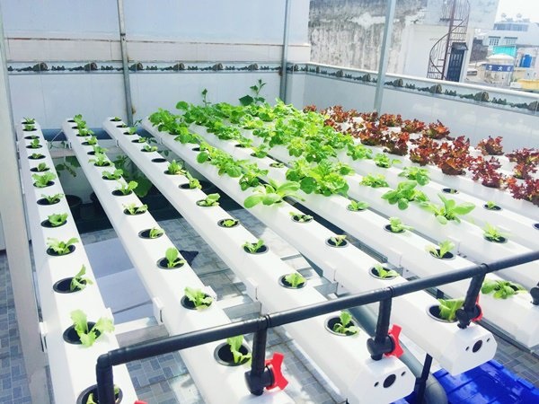 Hướng nhà của bạn quyết định đến lượng ánh snags mặt trời mà cây rau thủy canh sẽ nhận được