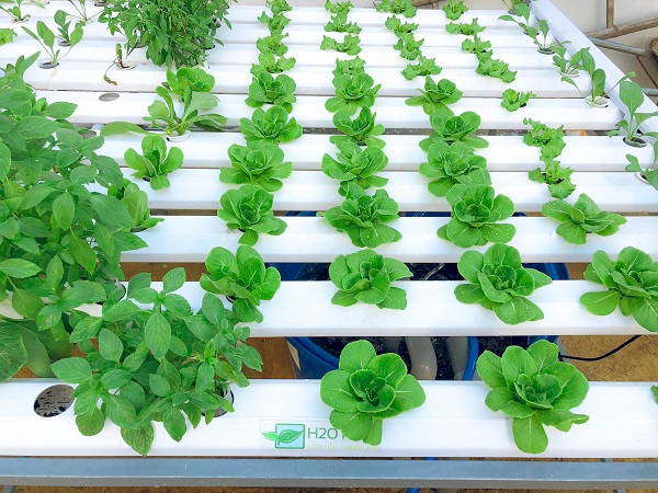 Bạn nên lên ý tưởng để thiết kế mô hình trồng rau cho phù hợp