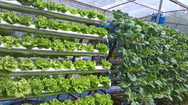 Địa điểm trồng rau thủy canh thích hợp nhất là ở ban công, sân vườn…