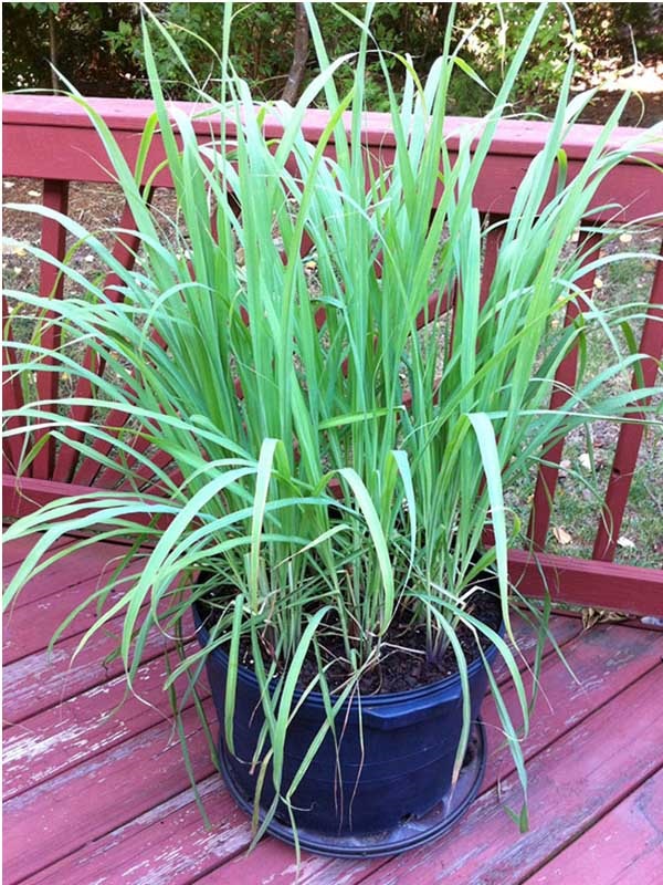 Đất trồng cây sả cần đảm bảo độ tơi xốp, nhiều mùn