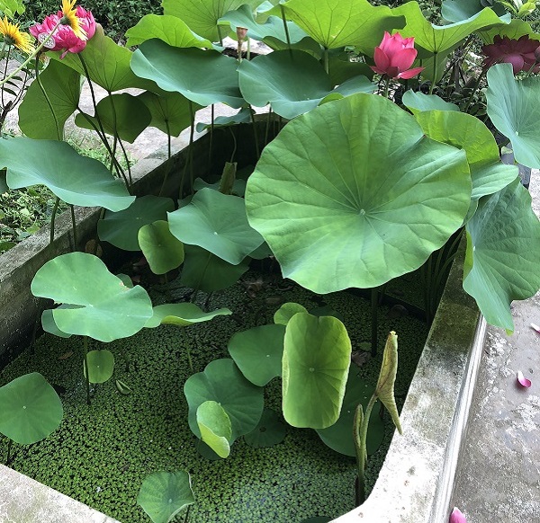 Hoa sen có nguồn gốc ban đầu từ Ấn Độ