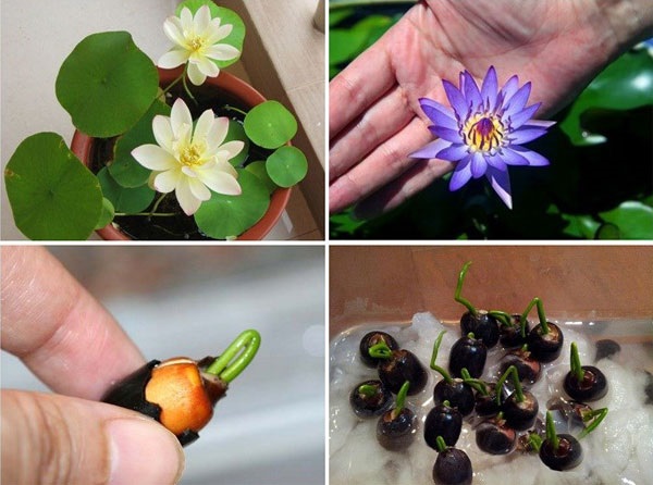 Bạn có thể trồng sen mini trong chậu nước hoặc đất