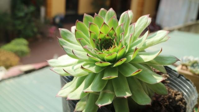 Trong phong thủy cây sne quan âm mang ý nghĩa lớn lao