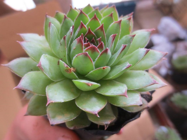 Sen quan âm không yêu cầu quá cao về điều kiện chăm sóc