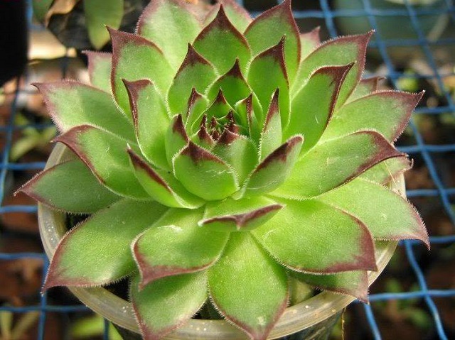 Sen quan âm là một trong những loại cây trồng lâu năm