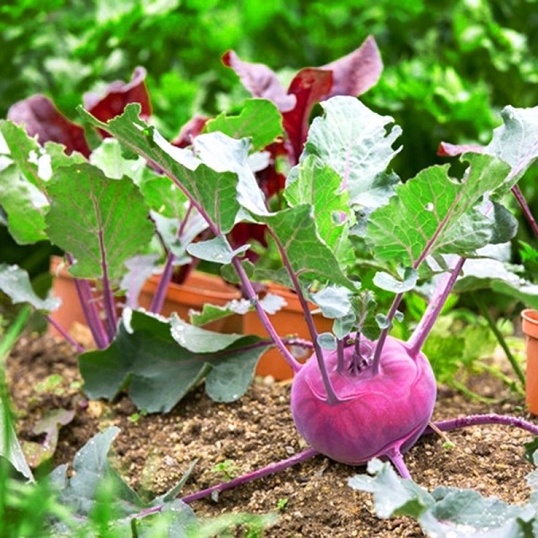 Với su hào bị nhiễm bệnh nên chú ý sử dụng các loại thuốc chuyên trị