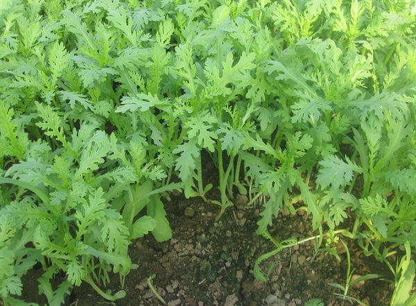 Rau tần ô có thể sử dụng như một loại thuốc hạ huyết áp tự nhiên 