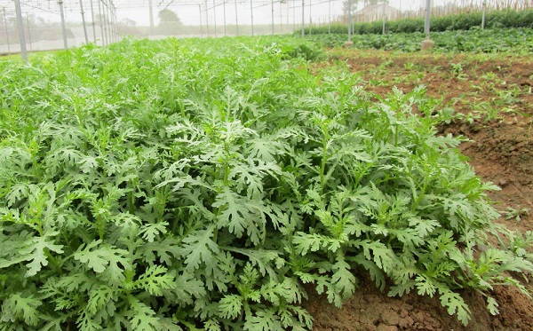 Hạt giống sau khi gieo khoảng 2 tuần sẽ bắt đuầ cho cây non