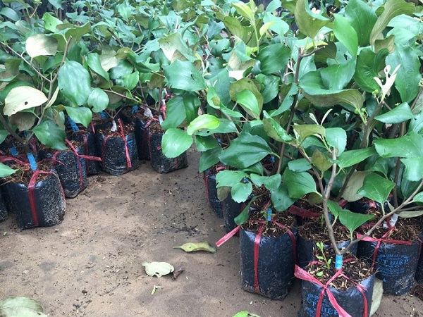 Thời vụ trồng táo đại còn phụ thuộc vào từng vùng