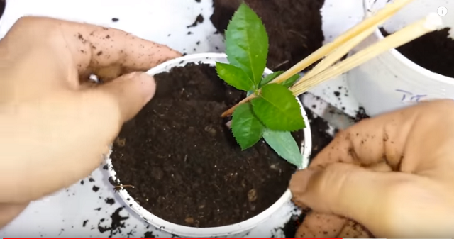 Thời điểm tốt nhất để trồng táo envy ra vườn là vào mùa thu