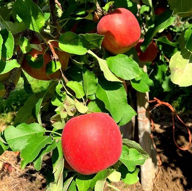 Cây táo envy uốn cnahf sẽ cho nhiều trái 