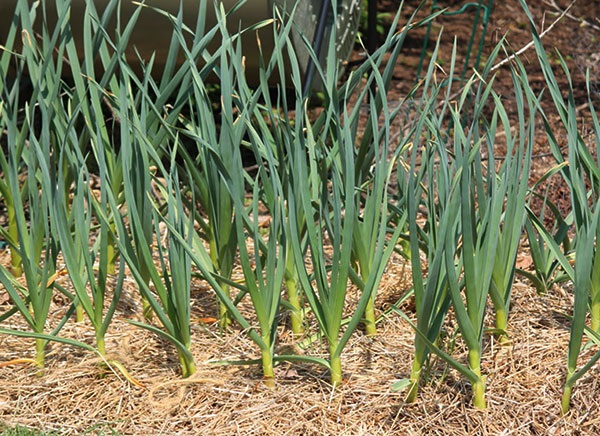 Cây tỏi trồng khoảng 130 ngảy thì có thể thu hoạch