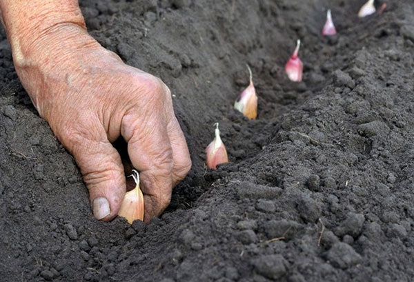 Lựa chọn giống tỏi quyết định đến năng suất và chất lượng tỏi sau này