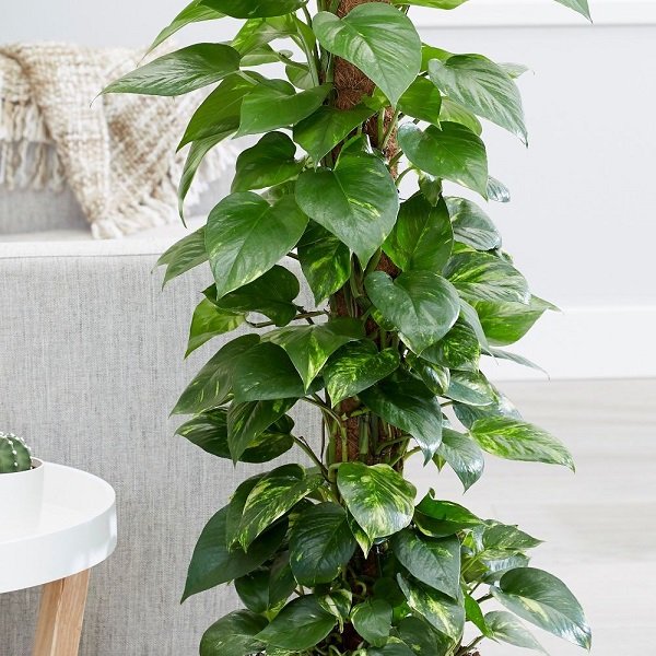 Có 2 cách để trồng trầu bà đơn giản tại nhà