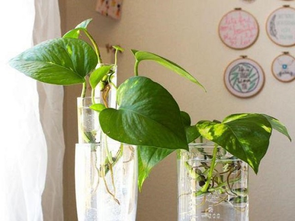 Cây trầu bà đế vương được rất nhiều người yêu thích