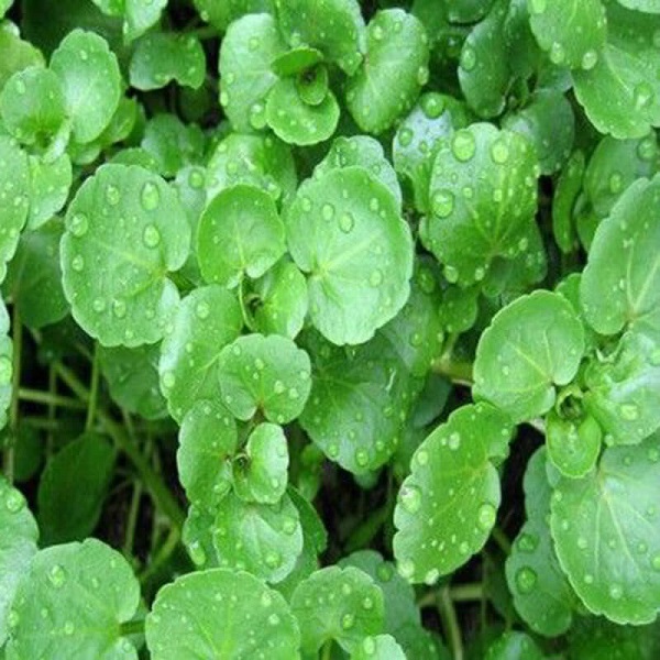 Cây xà lách xoong sau khi trồng khoảng 45 ngày sẽ bắt đầu thu hoạch