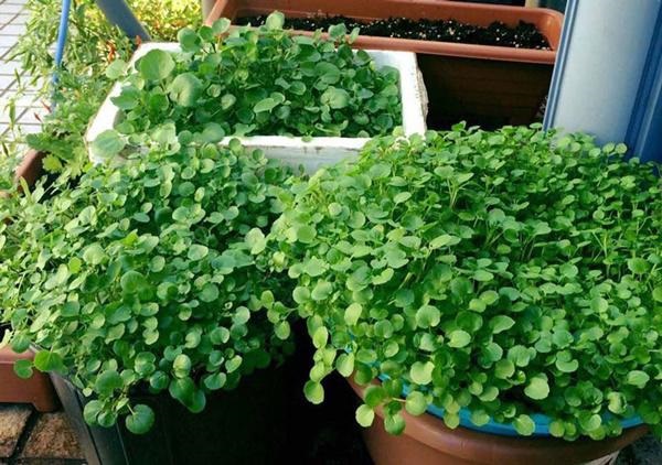 Xà lách xoong sau khi gieo hạt khoảng 3 tuần sẽ bắt đầu lên cây non