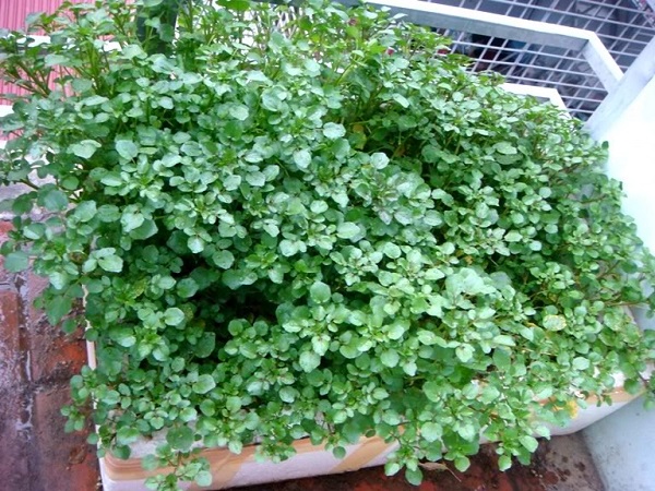 Đất trồng rau xà lách xoong cần đảm bảo hơi ngập nước, có nhiều bùn