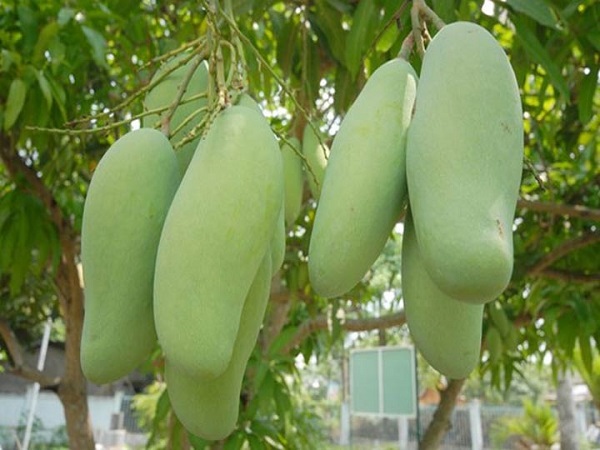 Bạn có thể phun thuốc để ngừa các loại bệnh cho cây