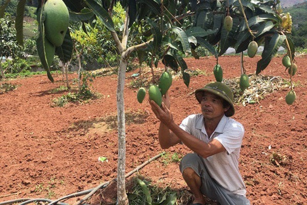 Chăm sóc cây đúng cách sẽ giúp cây sinh trưởng tốt hơn