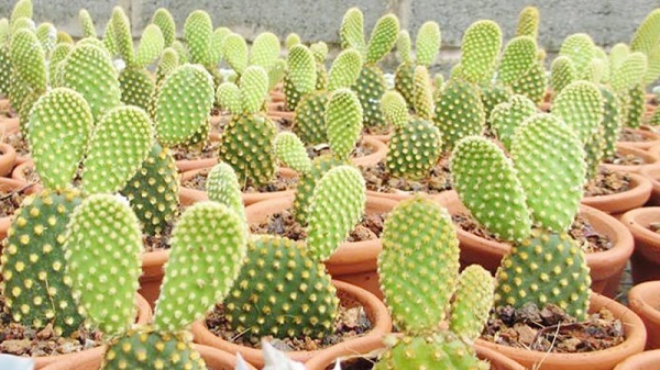 Cây xương rồng ưa ánh sáng, nhất là ánh sáng tự nhiên buổi sớm