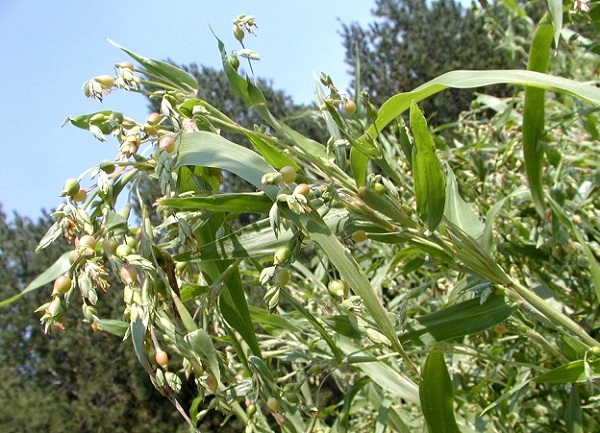 Thời vụ thích hợp nhất để trồng cây ý dĩ là vào tháng 3 – 4 dương lịch