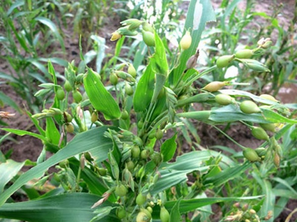 Cây ý dĩ mang đến nhiều công dụng tuyệt vời cho sức khỏe