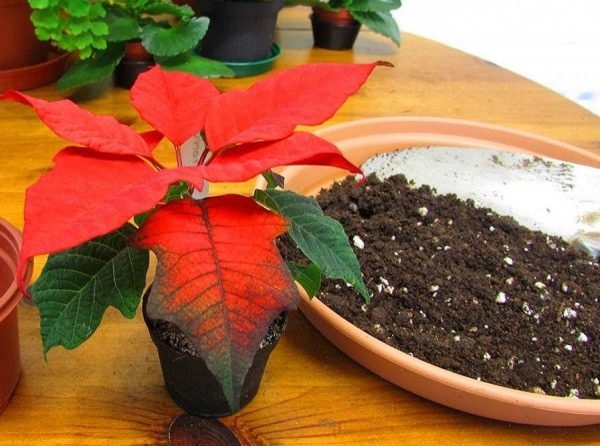 Đất trồng cây trạng nguyên có thể trộn hỗn hợp than bùn, đất cát và xơ dừa