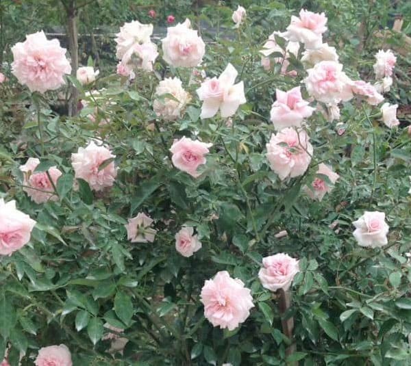 Tránh ngập úng nước cho hoa hồng vẫn luôn được ưu tiên hàng đầu để cây không bị thối rễ