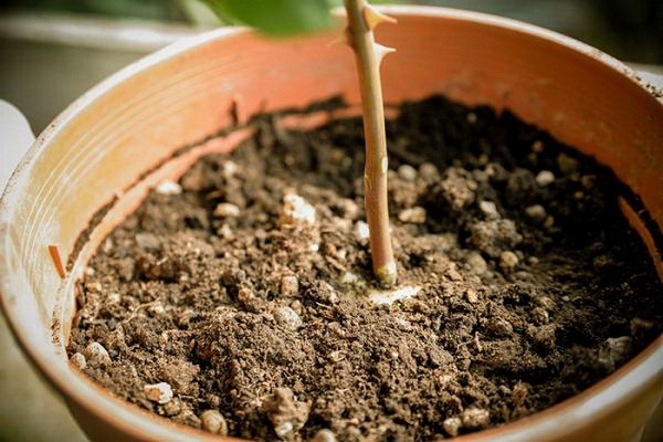 Đất cũ sau khi thu hoạch về cần phải được xử lí để loại bỏ mầm bệnh