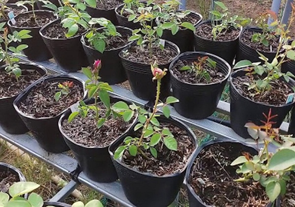 Trồng hoa hồng trong chậu cần giá thể thoát nước, không đọng nước