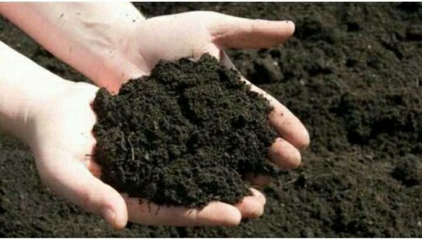 Đất trồng hoa hồng phải là đất không nhiễm mầm bệnh