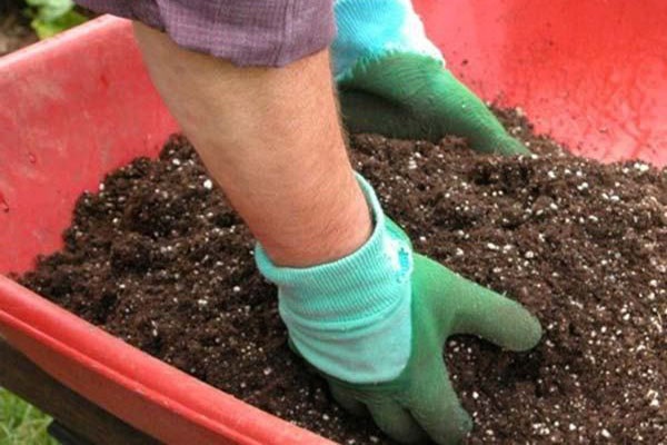 Cây hoa hồng có khả năng sinh trưởng được trên nhiều loại đất khác nhau