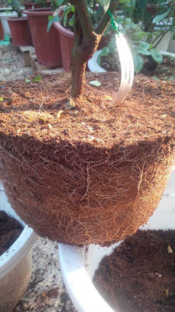 Bạn nên lưu ý cân đối tỷ lệ các thành phần trong đất trồng hoa hồng leo