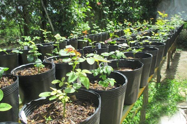 Cây hoa hồng leo sau khi thay đất và chậu cần đảm bảo chế độ tưới nước