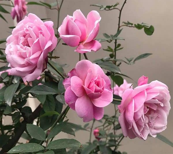 Các cây hoa hồng cần được trồng nơi có đất tơi xốp thoát nước tốt