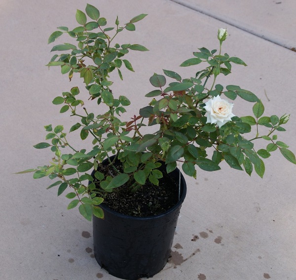 Loại bệnh này do nấm gây ra