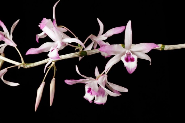 Việc chọn giống lan Ý Ngọc quyết định đến khả năng sinh trưởng và phát triển bình thường của cây