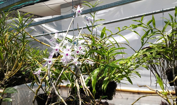 Các bước để trồng hoa lan Ý Ngọc không quá phức tạp