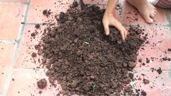 Đất trồng hoa hồng cần tơi xốp, thoáng khí và giàu dinh dưỡng