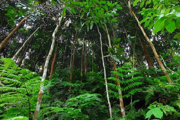 Trong quy trình chăm sóc không được quên việc giữ ấm cho cây